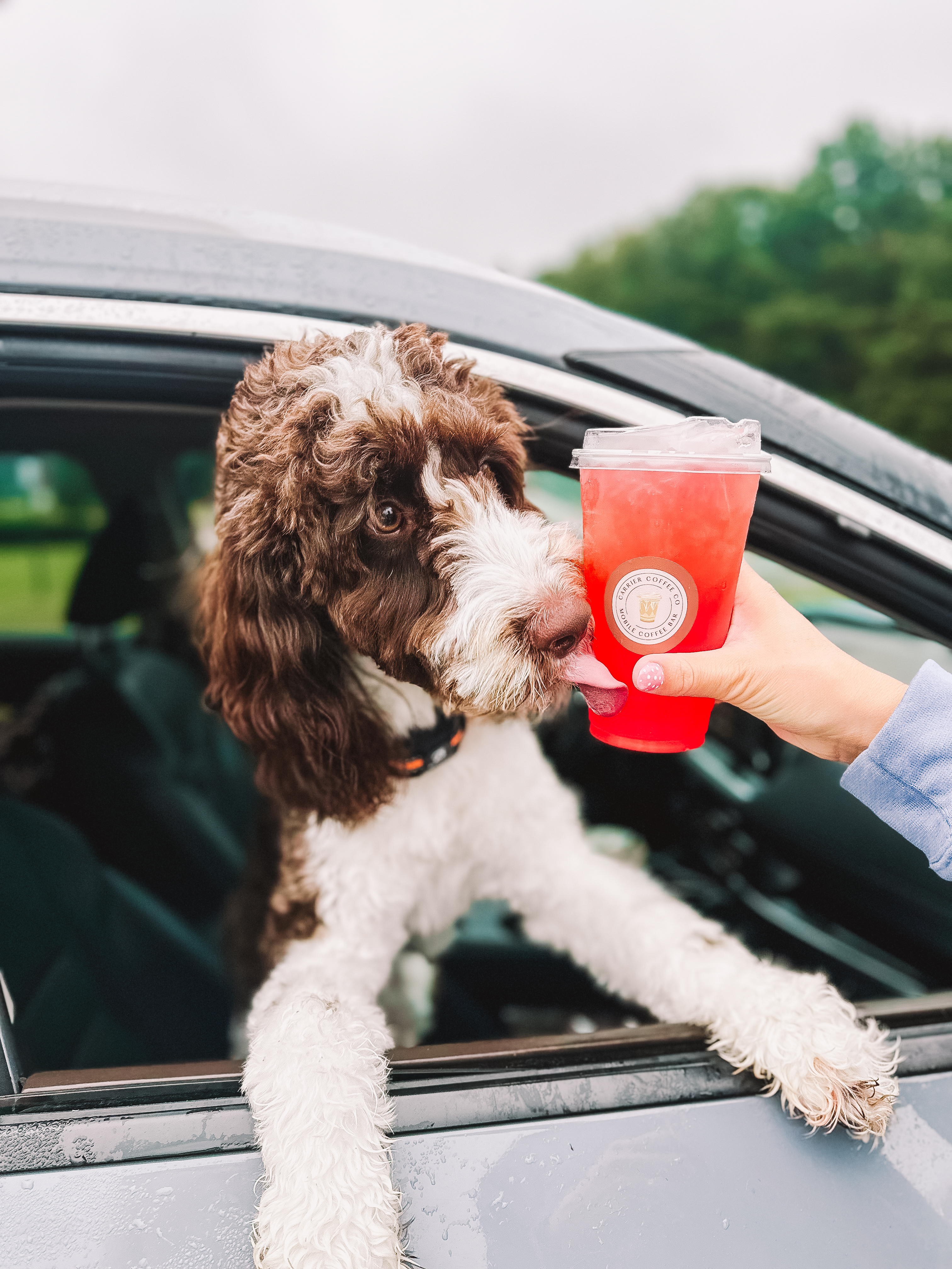 A pup cup moment at the window